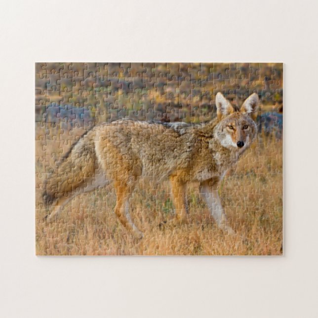Puzzle Caza de Coyote (Canis Latrans) (Horizontal)