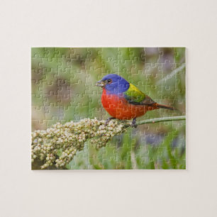 Puzzle Cazamoscas pintado (Passerian ciris) macho aliment