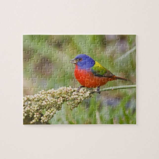 Puzzle Cazamoscas pintado (Passerian ciris) macho aliment (Horizontal)