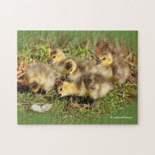 Puzzle Cebada Adorable Canada Geese en la hierba