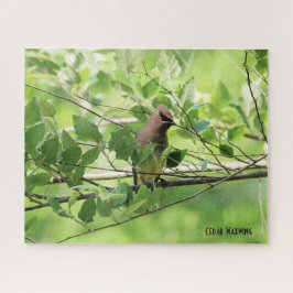 Puzzle Cedar Waxwing, amante de las aves