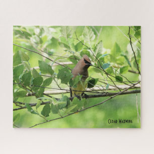 Puzzle Cedar Waxwing, amante de las aves