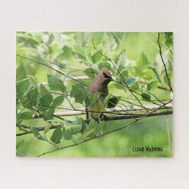 Puzzle Cedar Waxwing, amante de las aves (Horizontal)