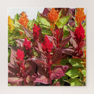 PUZZLE CELOSIA FLOWERS