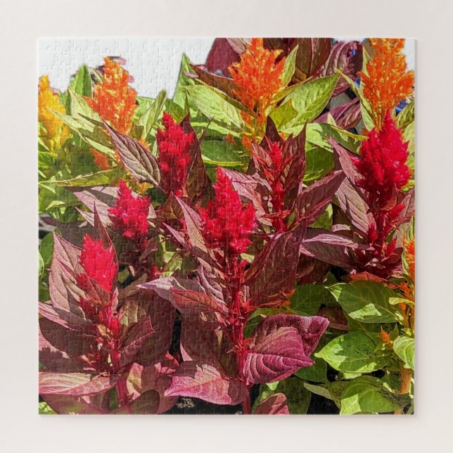 PUZZLE CELOSIA FLOWERS (Vertical)