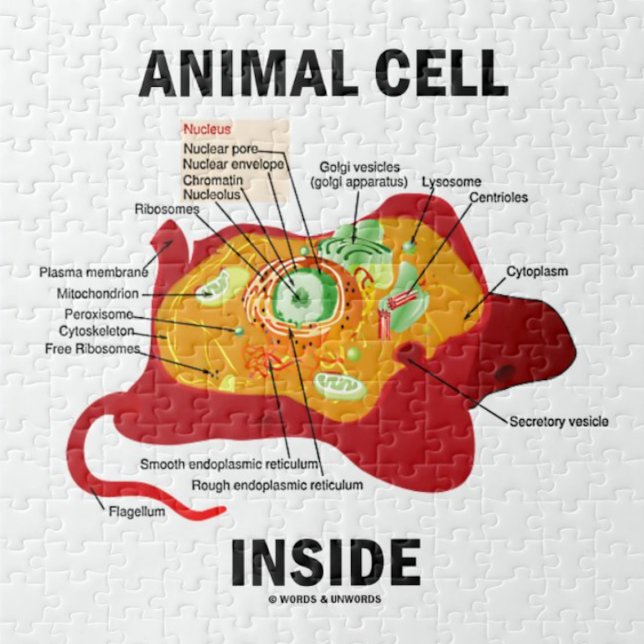 Puzzle Célula animal interior (célula eucariótica de la b (Jigsaw puzzle for anyone with eukaryotic cells featuring biology truism saying "Animal Cell Inside")