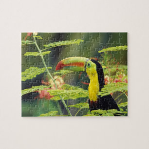 Puzzle Centroamérica, Honduras. Toucan con la factura de