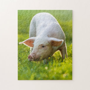 Puzzle cerdito corto