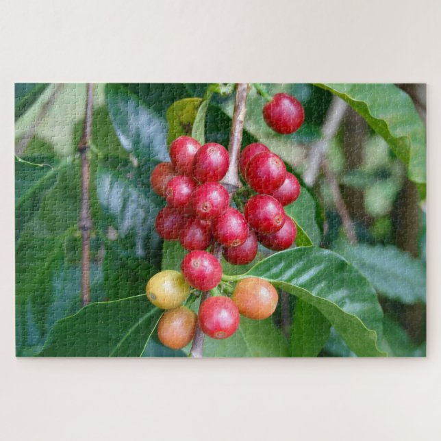 Puzzle Cerezas de café Kona madurando, Hawái (Horizontal)
