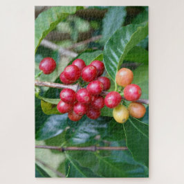 Puzzle Cerezas de café Kona madurando, Hawái