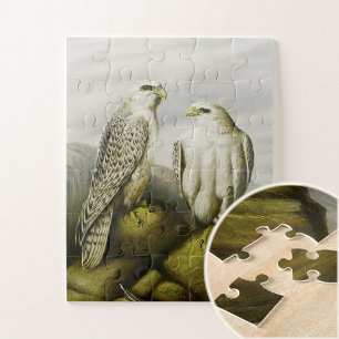 Puzzle Cernícalos de Gyr en una cornisa rocosa, Ilustraci