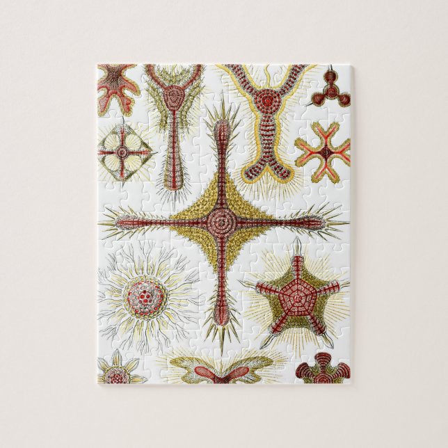Puzzle Chamomile salvaje de Ernst Haeckel, naturaleza vin (Vertical)