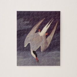 Puzzle Charrán Ártico por John James Audubon, Aves Antigu