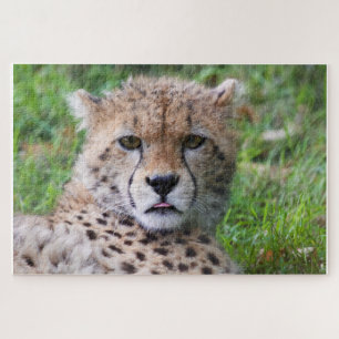 Puzzle Cheetah