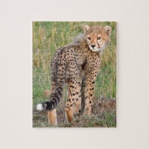 Puzzle Cheetah Cub Mirando Tu Camino.