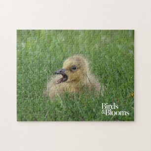 Puzzle Chick de ganso canadiense