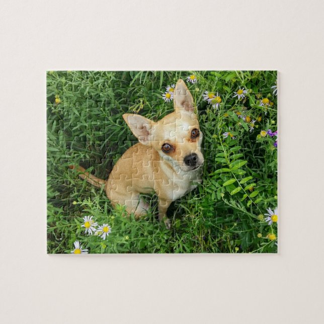 Puzzle Chihuahua linda en prado de la hierba (Horizontal)