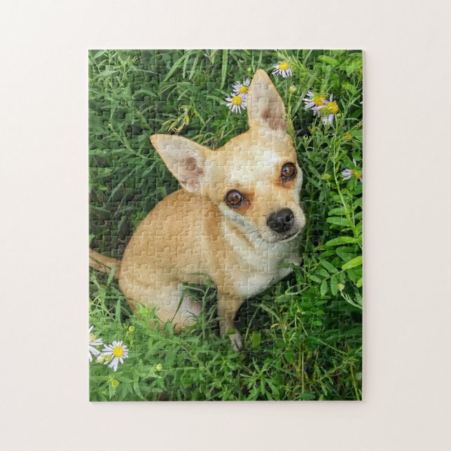 Puzzle Chihuahua linda en prado de la hierba (Vertical)