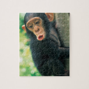 Puzzle Chimpancé joven (trogloditas de la cacerola)