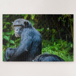 Puzzle Chimpancé negro en estado salvaje
