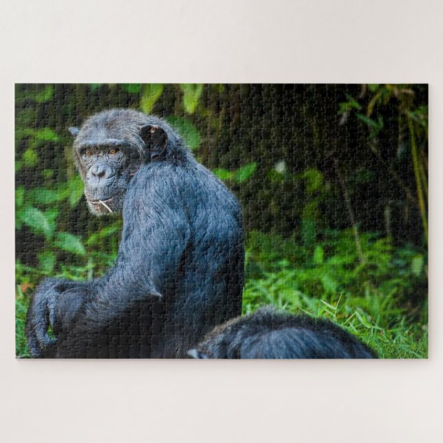 Puzzle Chimpancé negro en estado salvaje (Horizontal)