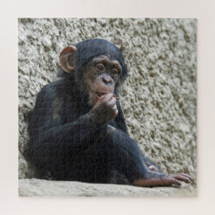 Puzzle Chimpanzee 013