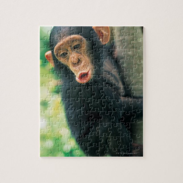 Puzzle Chimpanzee joven (Pan troglodytes) (Vertical)