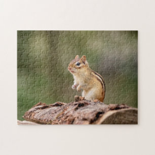Puzzle Chipmunk en los Adirondacks