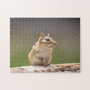Puzzle Chipmunk en los Adirondacks