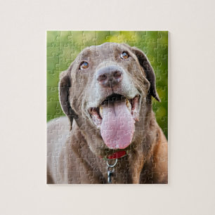 Puzzle Chocolate Lab Dog