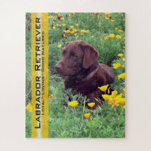 Chocolate Lab en California Poppy Patch Personaliz