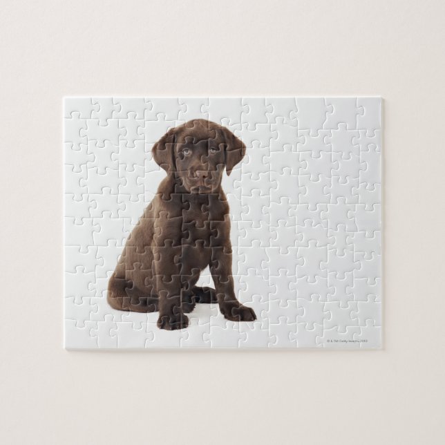 Puzzle Chocolate Labrador Recuperador Cachorro (Horizontal)