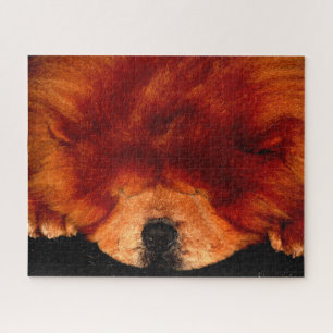 Puzzle Chow durmiente 16x20 520pc jpcna