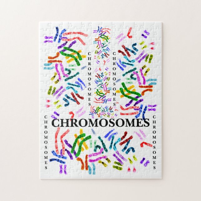 Puzzle Chromosomes Challenging Fun for ages 10 and Up  (Vertical)