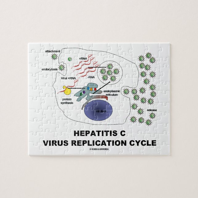 Puzzle Ciclo viral de la réplica de la hepatitis C (Horizontal)