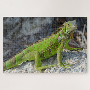 Puzzle Cierre de iguana en Key West Florida