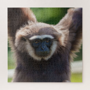 Puzzle Cierre de un Gibbon colgante