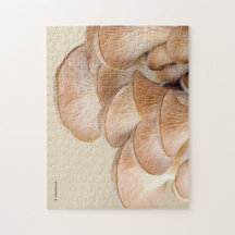 Cierre de una colonia de hongos ostiones