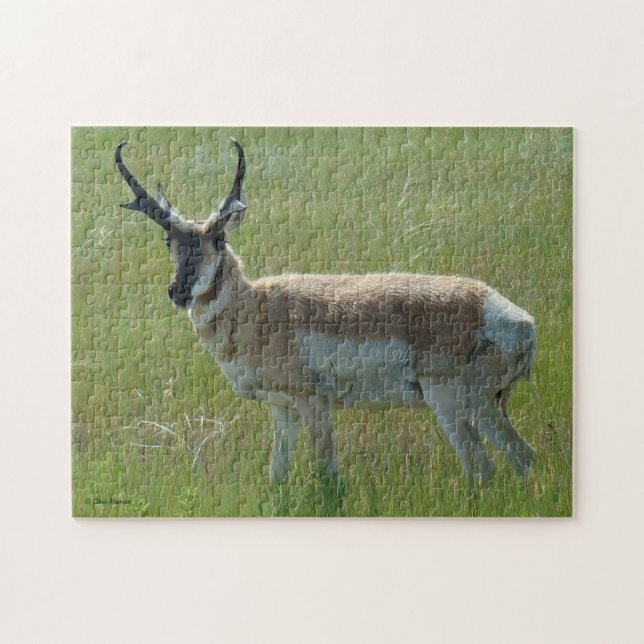 Puzzle Ciervo berrendo macho A36 (Horizontal)