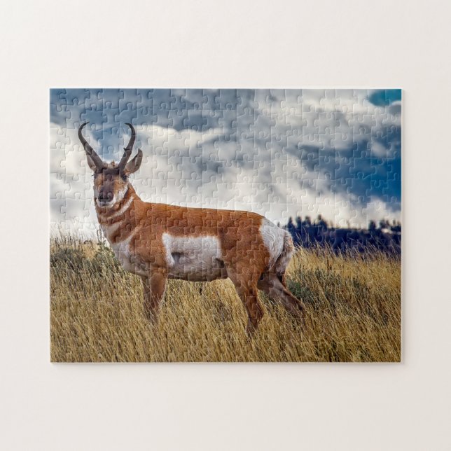 Puzzle Ciervo berrendo Wyoming. (Horizontal)