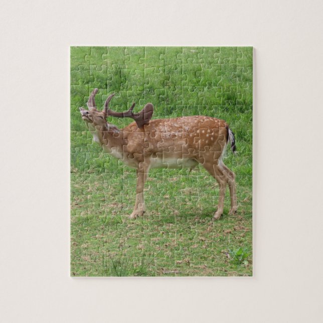 Puzzle ciervos, gamos al aire libre (Vertical)