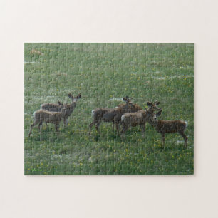 Puzzle Ciervos Mula D7 Machos de Primavera