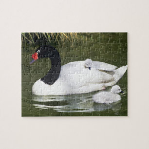 Puzzle Cisne de cuello negro adulto y crías en el agua.