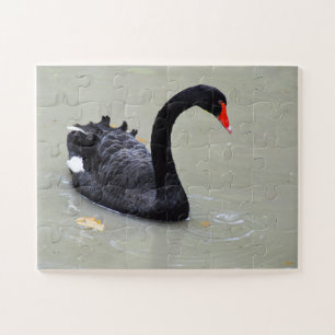 Puzzle Cisne negra