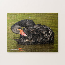 Puzzle Cisne negro en el estanque