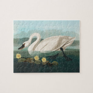 Puzzle cisnes de agua blanca de cisne audubon