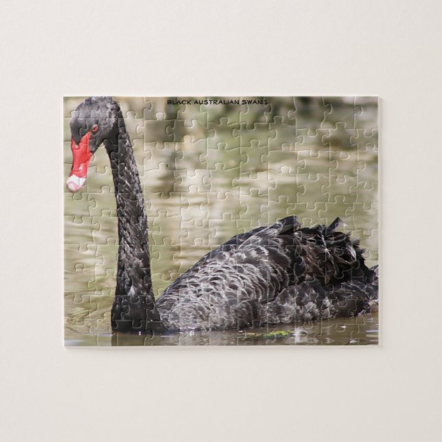 Puzzle Cisnes de Australia Negra (Horizontal)