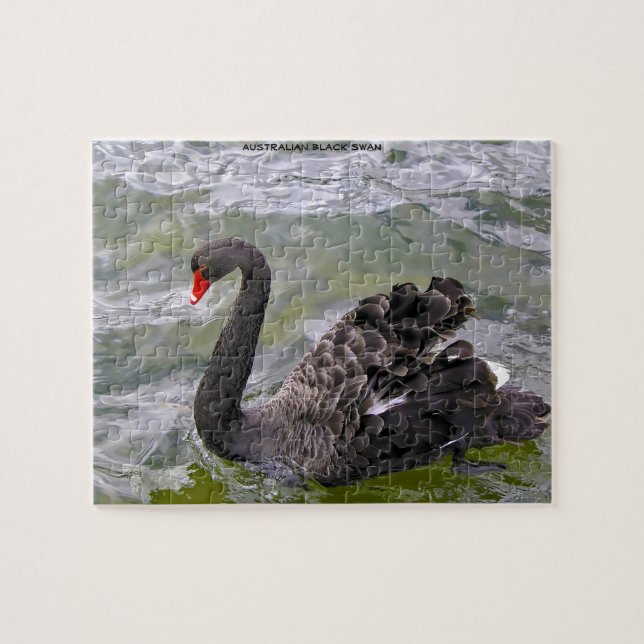 Puzzle Cisnes de Australia Negra (Horizontal)