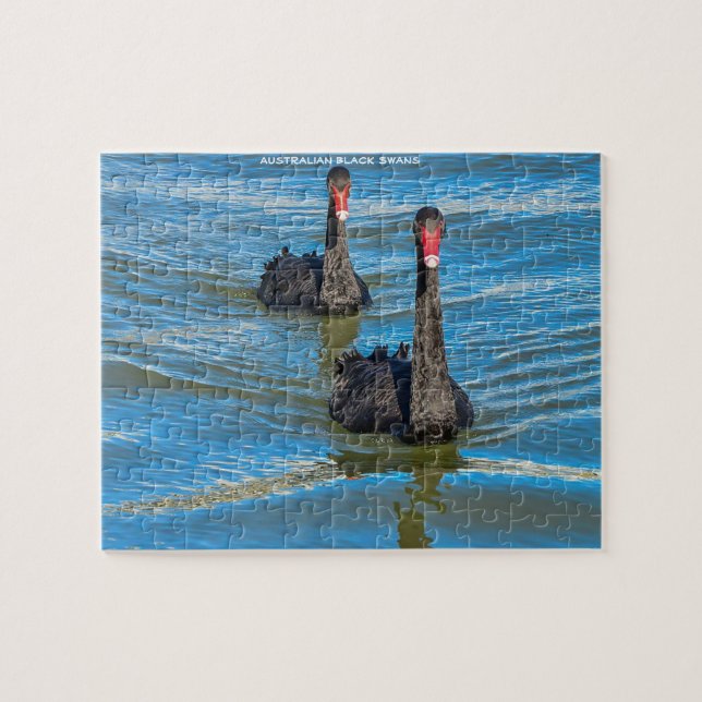 Puzzle Cisnes de Australia Negra (Horizontal)