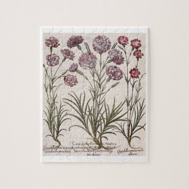 Puzzle Claveles: majore del flore 1.Caryophyllus; 2. (Vertical)